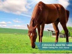 5 Mistakes to Avoid This Summer While Caring For Your Horse