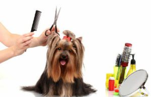 How To Improve Your Pet-grooming Business