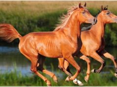 21 Interesting Horse Facts You Need To Know About