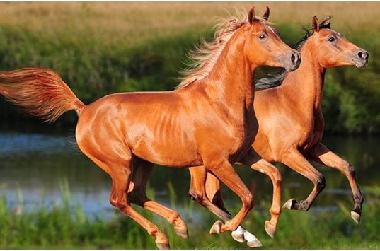 21 Interesting Horse Facts You Need To Know About