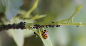 11 Homemade Solutions For Controlling Pests And Insects