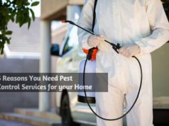 5 Reasons You Need Pest Control Services for your Home