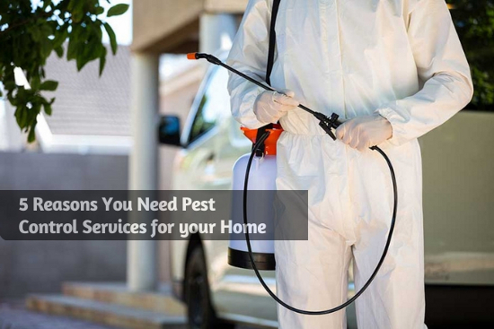 5 Reasons You Need Pest Control Services for your Home
