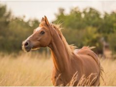 5 Mistakes to Avoid When Buying Your First Horse