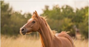 5 Mistakes to Avoid When Buying Your First Horse