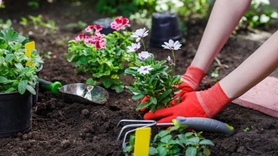 3 Easy and Reliable Ways to Upgrade Your Home Garden