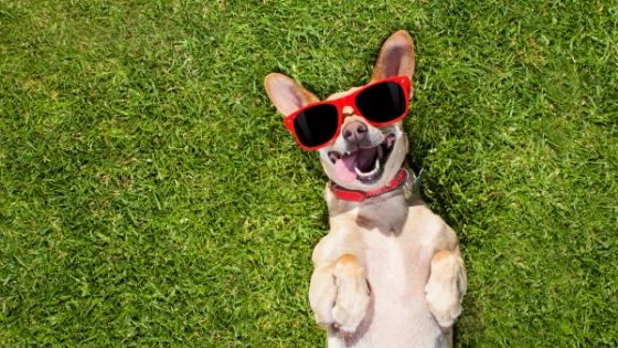 5 Ways to Ensure the Safety of Dogs Outdoors