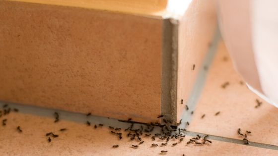 Common Questions About Odorous House Ants