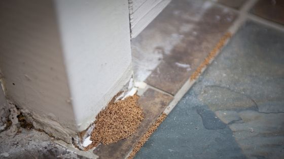 How Harmful Termites Can be & How Their Inspection & Treatment are taken Care Of