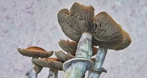 The Most Effective Method to Grow Psilocybin Mushrooms at Home