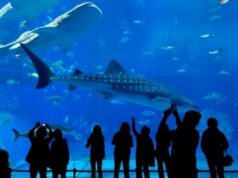 Educational Activities At Dubai Aquarium And Zoo - A Brief Guide