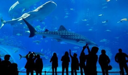 Educational Activities At Dubai Aquarium And Zoo - A Brief Guide
