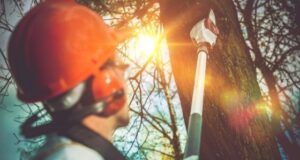 Maintain The Health Of Your Tree By Employing A Tree Removal Company