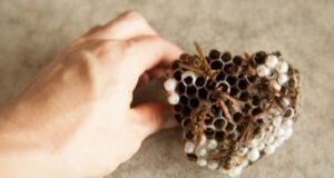 4 Tips for Removing a Wasp Nest