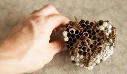 4 Tips for Removing a Wasp Nest