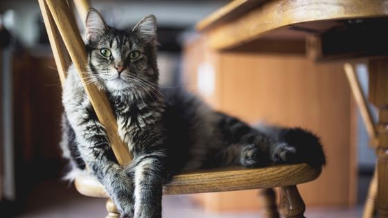 The Ultimate Guide to New Cat Ownership