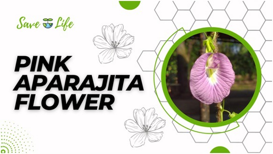 Pink Aparajita Flower - Vibrant Blooms for Your Garden